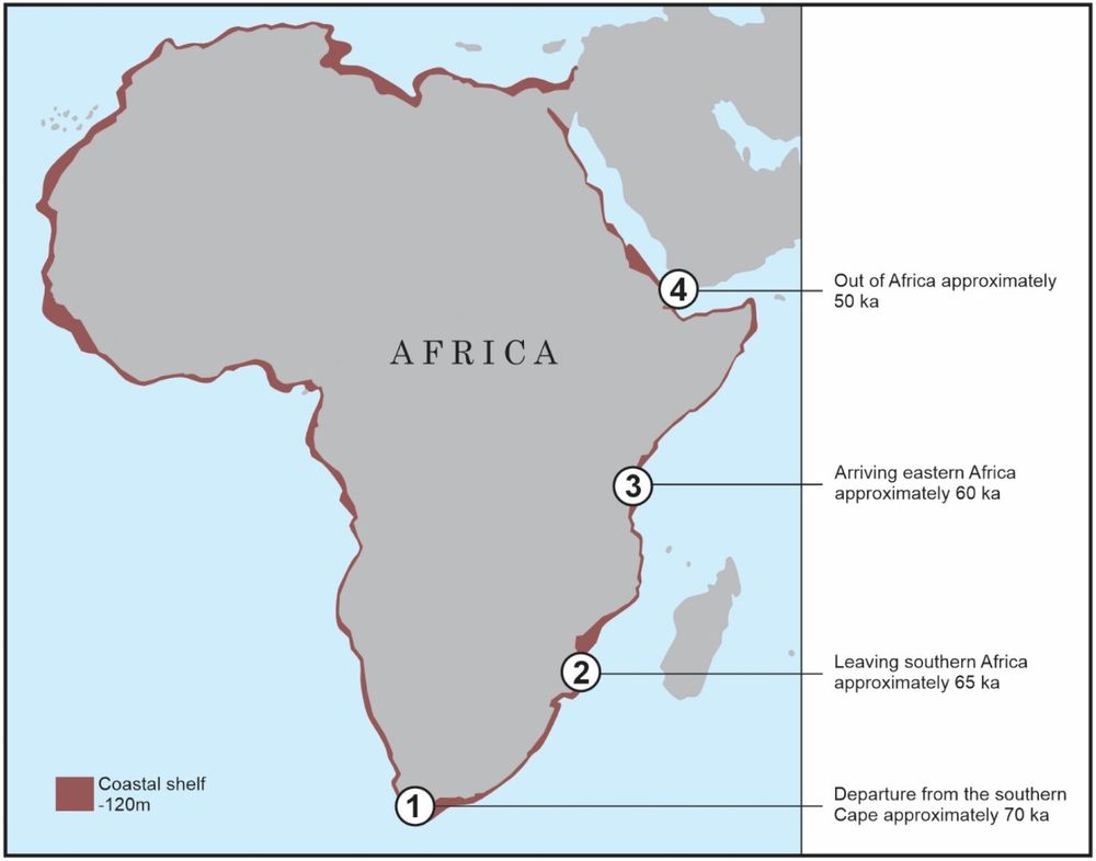Map of Africa showing the possible coastal route taken by modern humans together with a hypothetical timeline for the journey. The area shaded in black represents the shelf area that would have been exposed during glacial maxima of −120 m MSL (modified after Compton, Citation2011). The exposed shelf area during the out of Africa migration would have been between about −50 m and −100 m below the current MSL.
