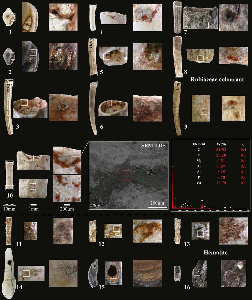 Shell, tooth and bone beads and pendant with organic Rubiaceae colourant (1–10) and iron-oxide (11–16) coloured residues from the Early Natufian of Kebara Cave. 1–2: Columbella beads; 3–13: Scaphopod beads; 14: Large ungulate incisive pendant; 15: Fox canine pendant; 16: Gazelle phalange bead. N°10: Dentalium sexangulum with an SEM image in secondary electrons mode showing the location of the SEM-EDS analysis of its coloured residue. It indicates the absence of iron and a high carbon content, suggesting an organic compound (photos L.D.).