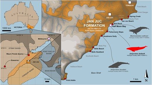 Locality map of the Jan Juc Marl and Point Addis Limestone (coeval sedimentary units of the Torquay Group) illustrated in orange (as the Jan Juc Formation) in the right half. Holotype locality of Janjucetus dullardi (NMV P256471) is shown by a pink circle; other fossil localities, including the Waurn Ponds Quarry and Kawarren, are represented by red circles; and towns are represented by white squares/circles. Adapted from Douglas and Spencer-Jones (1989); Holdgate and Gallagher (2003); McLaren et al. (2009); Fitzgerald (2010); Korasidis et al. (2018); Vicmap, DELWP and Victorian Spatial Data Library (VSDL) (2022); and Google Earth.