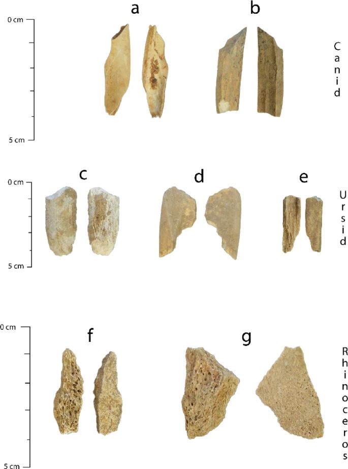 Newly identified taxa from originally unidentified fragmented bones. (a) CLC0043 Canid from spit 14, (b) CLC536 Canid from spit 30, (c) CLC372 Ursid from Spit 27, (d) CLC400 Ursid from spit 28, (e) CLC534 Ursid from spit 30, (f) CLC476 Rhino from spit 24, (g) CLC503 Rhino from spit 25.