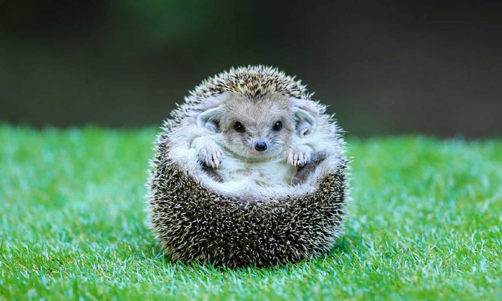 Spherical hedgehog