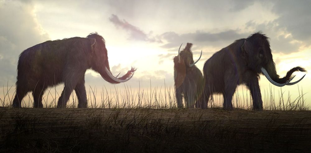 Woolly Mammoth
auntspray / shutterstock