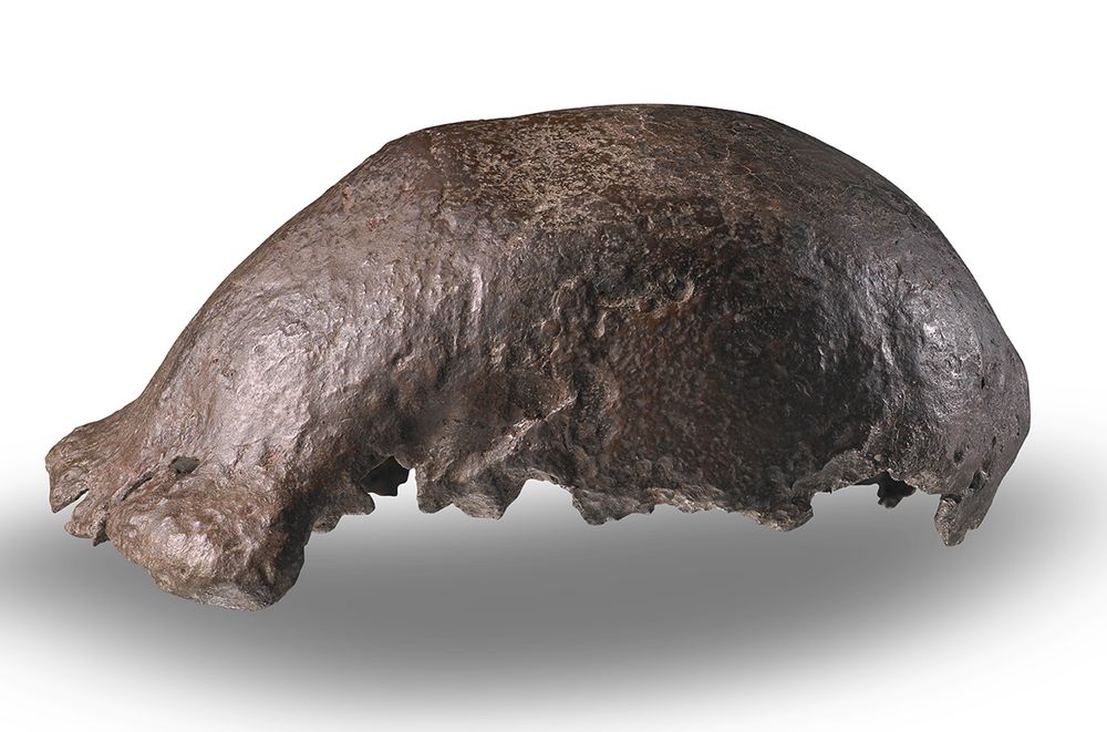 The skullcap of Java Man, a Homo erectus fossil found by paleontologist Eugène Dubois in 1891.Naturalis