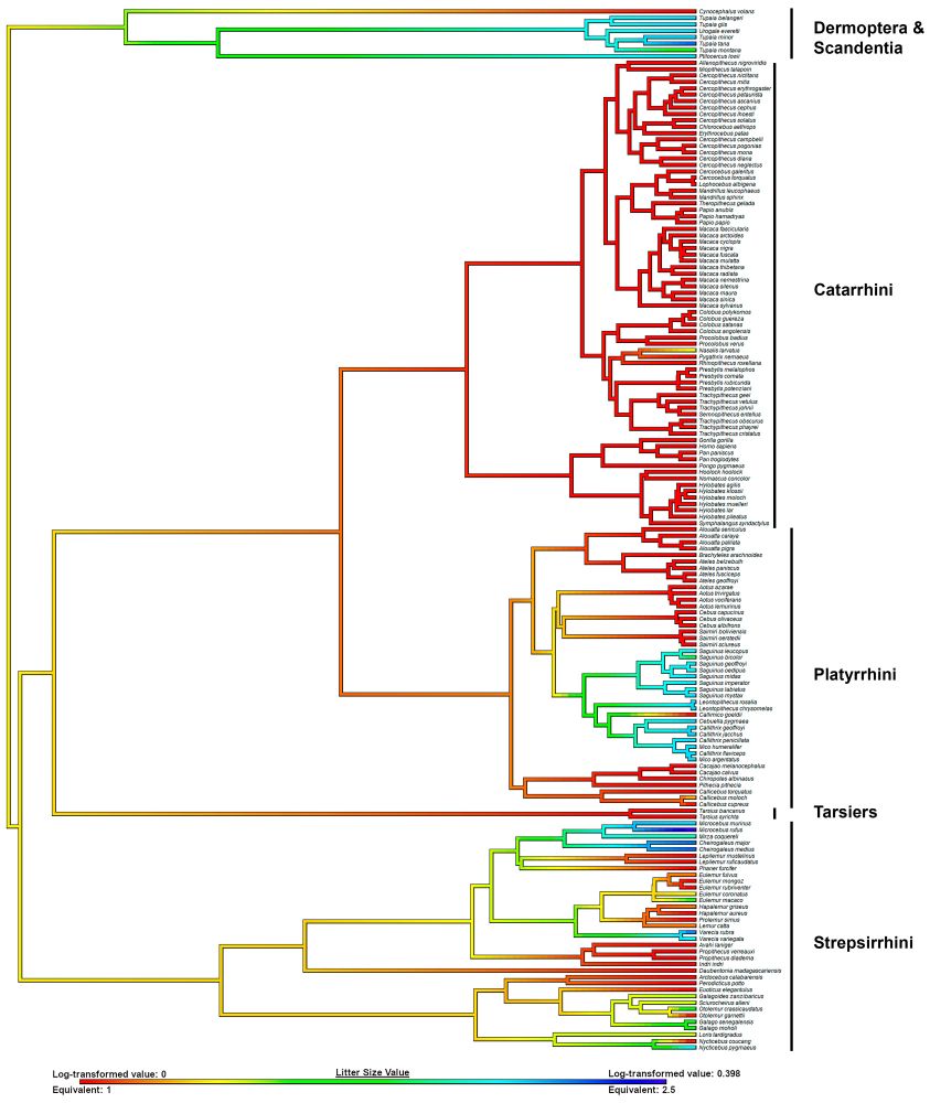 Ancestral state reconstruction (ASR) of litter size in Euarchonta. Litter size values are beneath the ASR. Warmer colors indicate smaller litter sizes, and cooler colors indicate larger litter sizes. Major clades are labeled.