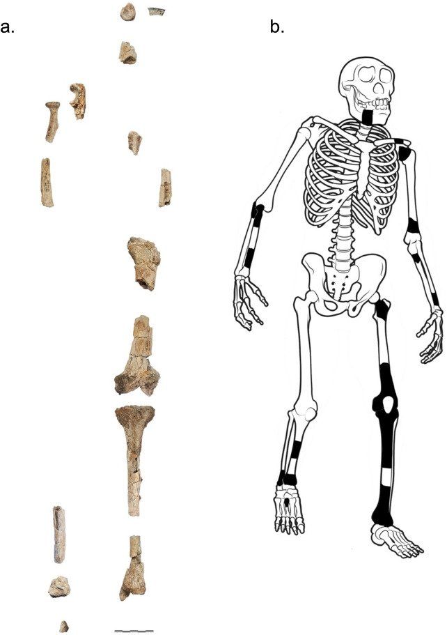 (a) Skeletal elements attributed to KNM-ER 1500 in rough anatomical position. Scale bar = 5 cm. (b) Sketch of a hominin skeleton (modified from Ward and Hammond, 2016) illustrating locations of the KNM-ER 1500 elements in black.