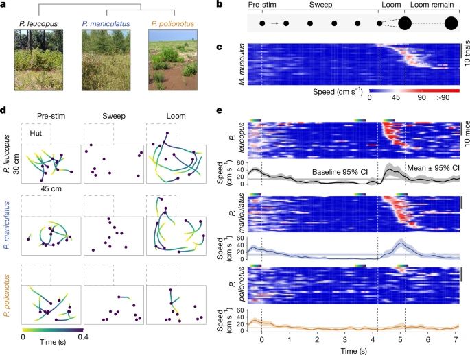 Evolution of defensive behaviour in ecologically distinct Peromyscus species.