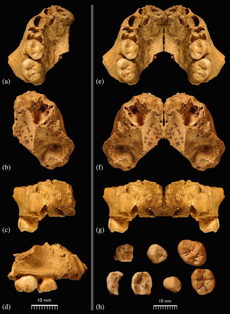 the M-I4-55 maxilla
(a)–(h) Inferior (a), superior (b), anterior (c), and lateral (d) views of the Guercy 3 maxilla (M-I4-55). In (e) through (g), the original specimen is shown with a mirror image. Occlusal views of the associated isolated dentition (h), including (top, left to right) Rdm1 (M-H3-73), RC (M-I4-TNN3), and RM2 (M-F3-215), and (bottom row, left to right) Ldm2 (M-J5-TNN2), Rdm2 (M-G3-251), LC (M-*-TNN2), and LM1 (M-L4-TNN5).
