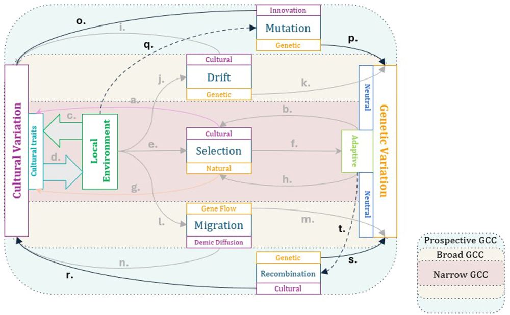 Potential areas of future research on gene-culture interactions.