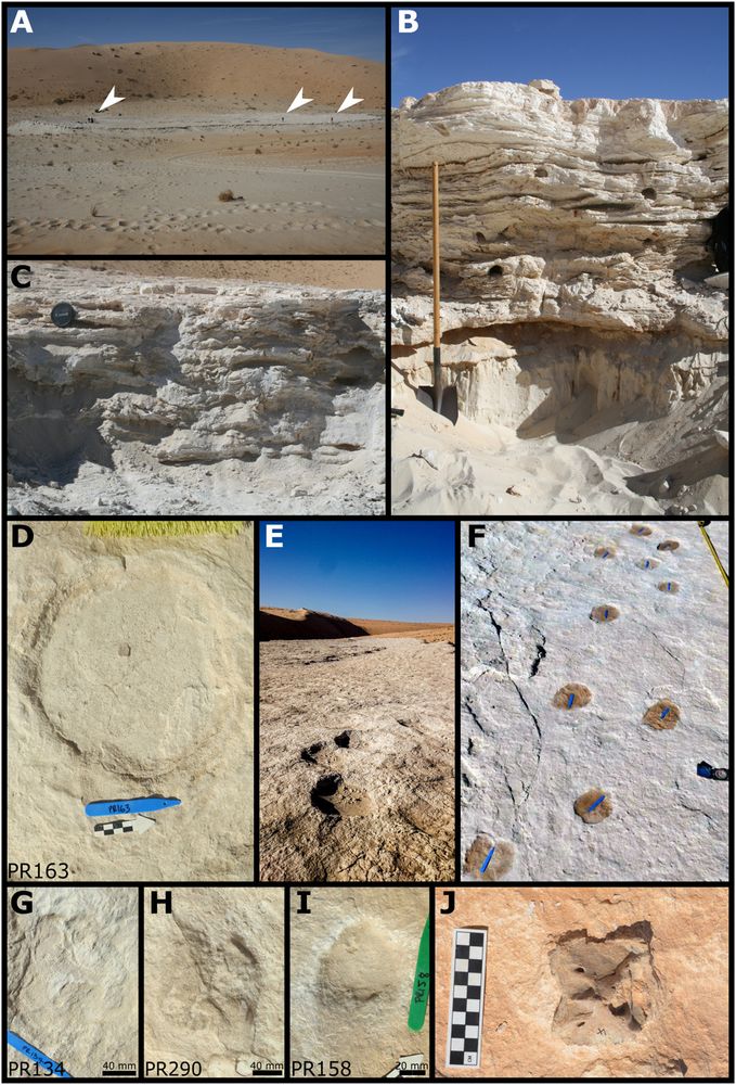 The Alathar paleolake sediments, footprints, and fossils.
(A) Plan view of the Alathar paleolake deposits with researchers indicated by white arrowheads. (B) First stratigraphic section (units FS1 to FS3). (C) Second stratigraphic section (units SS1 to SS3) overlying the first but located toward the center of the paleolake. (D and E) Example of an elephant track and trackway, Proboscipeda isp. (F) Camelid trackway, Lamaichnum isp. (G) Camelid forefoot (H) Camelid hindfoot. (I) Equid track, Hippipeda isp. (J) Bovid axis vertebra eroding out of the paleolake sediment. Photo credit: Gilbert Price, The University of Queensland and Richard Clark-Wilson, Royal Holloway, University of London.