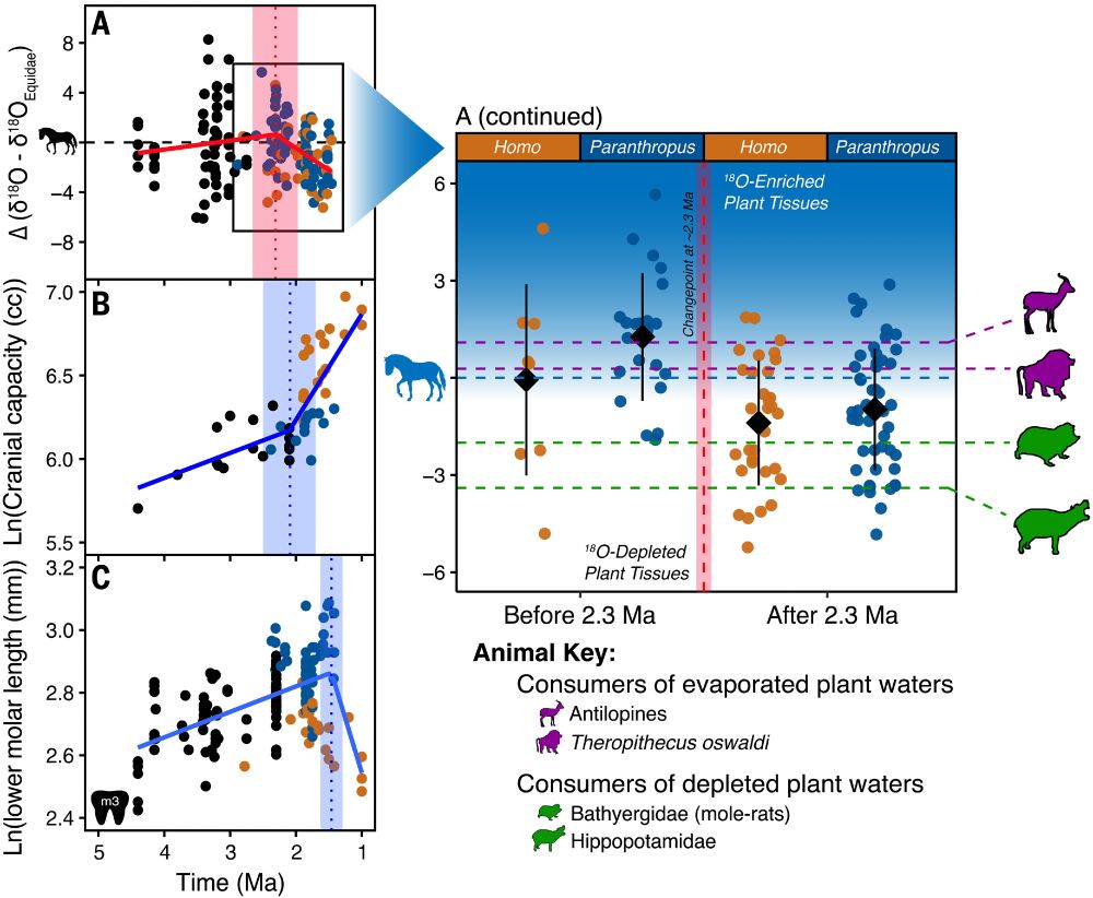 Using stable oxygen isotopes to differentiate graminoid tissues ≈2.3 Ma.