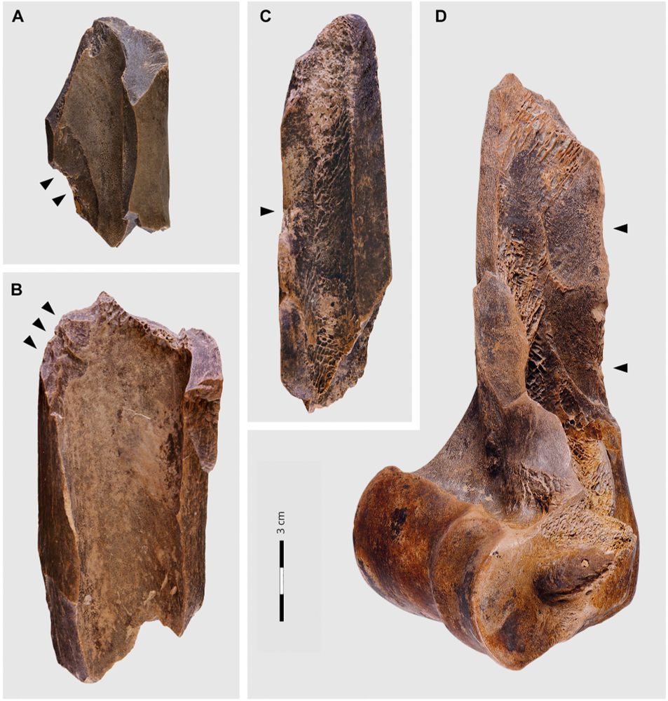 Examples of hammerstone-induced impact damage on long bones from NN2/2B.