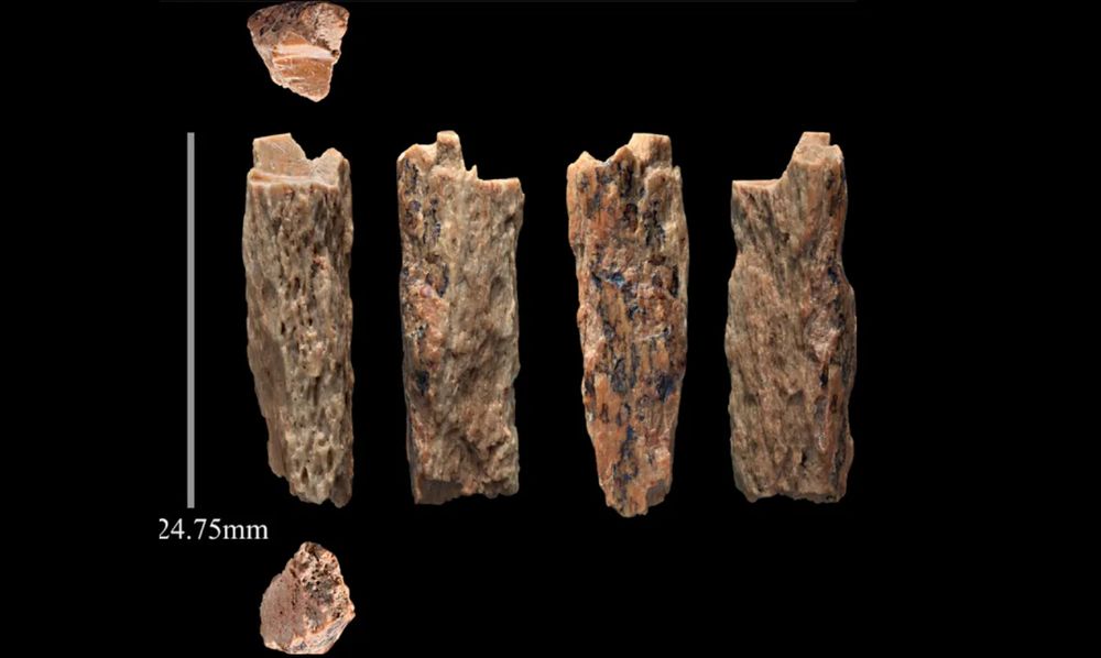 A few finger bone fragments are all that is left of Denny.
Image credit: Brown et al., Scientific Reports, 2016 (CC BY 4.0)