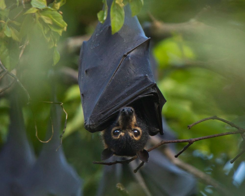 The spectacled flying fox (Pteropus conspicillatus) lives in Australia, New Guinea and the Bismarck Archipelago and subsists on fruit, nectar and pollen. Credit: Jasmine Vink