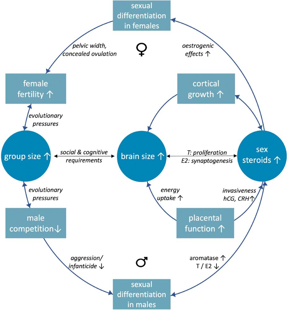 Circular diagrams of the co-evolution of related traits in humans.