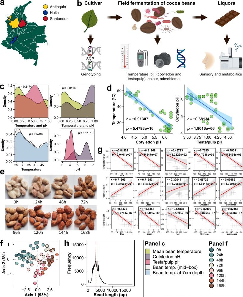 Temperature and pH changes predict the end of cocoa bean fermentation.