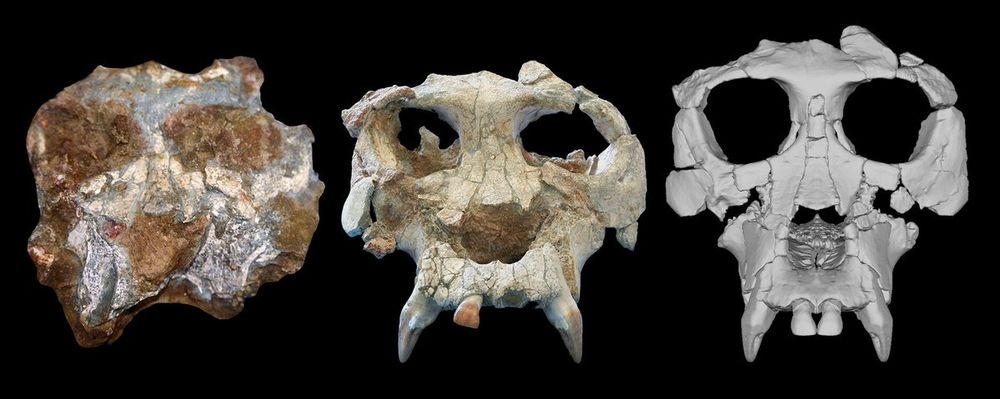 From left, the Pierolapithecus cranium shortly after discovery, after initial preparation, and after virtual reconstruction. Credit: David Alba (left), Salvador Moyà-Solà (middle), Kelsey Pugh (right).