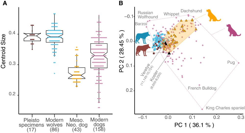 Morphometric variation of Mesolithic-Neolithic morphological dogs.