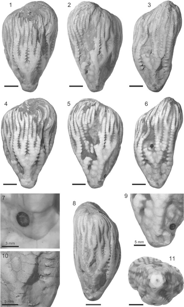 Anticosticrinus natiscotecensis n. gen. n. sp., AMNH-FI-139850, from Anticosti Island, Québec.