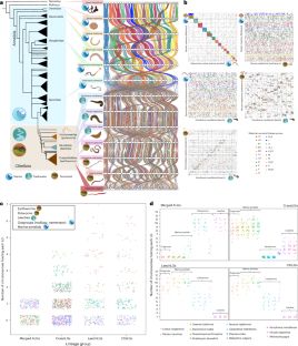 Macrosyntenic evolution of clitellates.