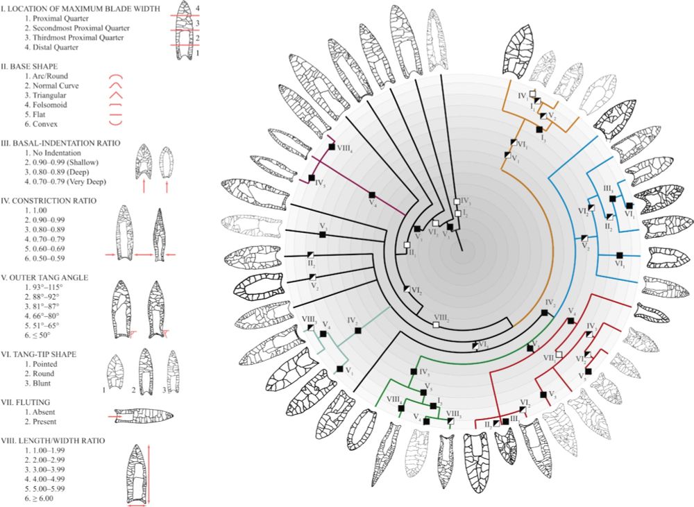 Phylogenetic tree of 41 classes of projectile points from the eastern United States, with clades shown in different colors (from O’Brien et al. 2014a, b). Roman numerals denote characters (traits), and subscript numbers denote character states. Open boxes indicate homologous changes (the result of shared ancestry); shaded boxes indicate parallel or convergent changes; and half-shaded boxes indicate characters that reverted to an ancestral state