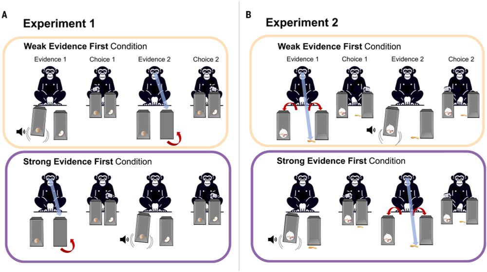Procedure of Experiments 1 and 2.
