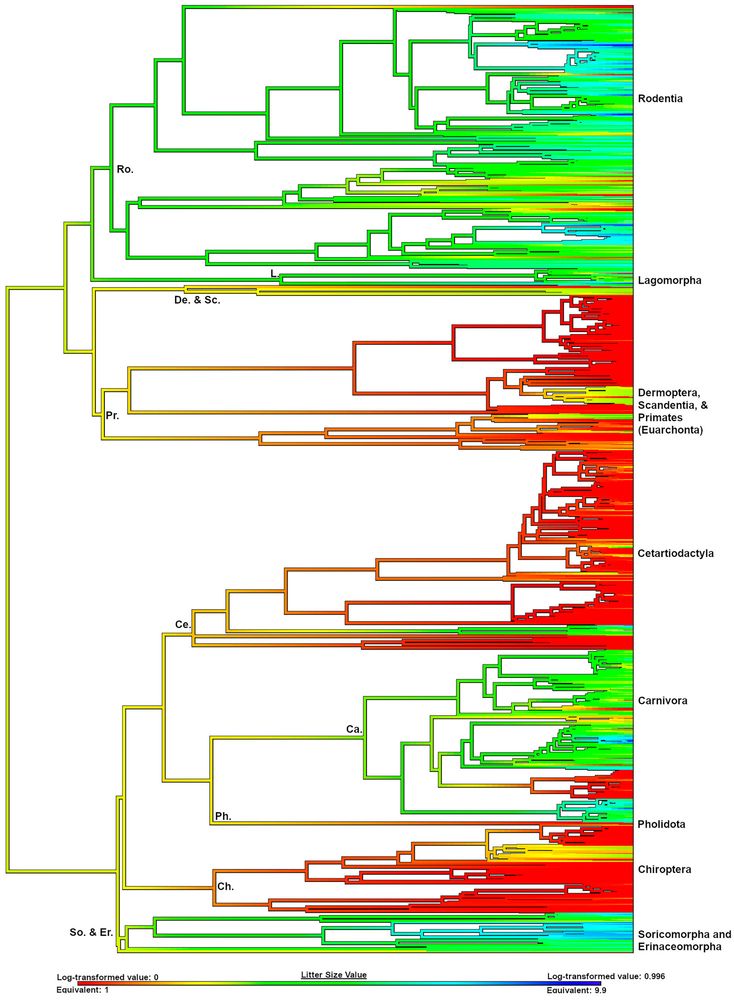 Ancestral state reconstruction (ASR) of litter size in Boreoeutheria. Litter size values are beneath the ASR. Warmer colors indicate smaller litter sizes, and cooler colors indicate larger litter sizes. Major clades are labeled. 