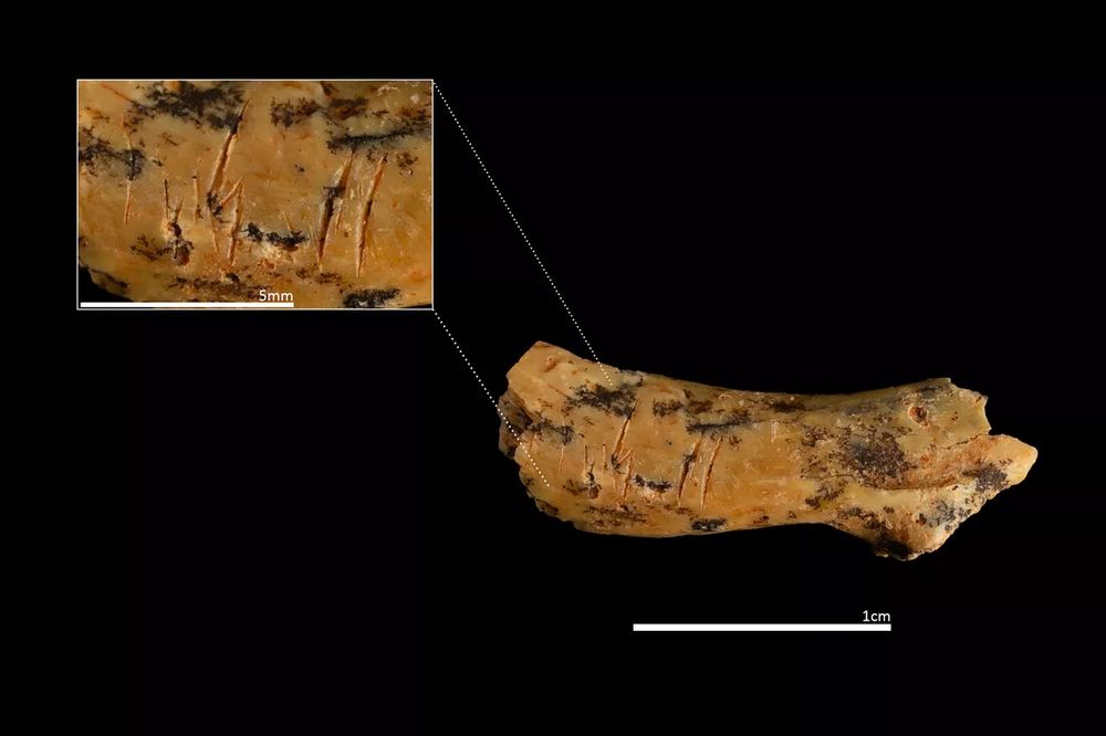 Detail of the cervical vertebra from a child aged between 2 and 5 years, with cut marks evidencing cannibalistic practices by other humans. Photo: Maria D. Guillén / IPHES-CERCA
