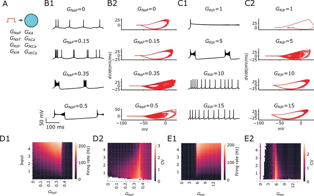 Ionic currents promote transition from SS to BS during sustained depolarization.