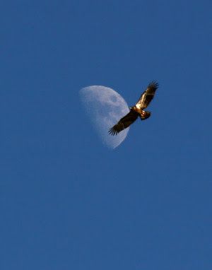 Photo of a soaring eagle with the moon in the background