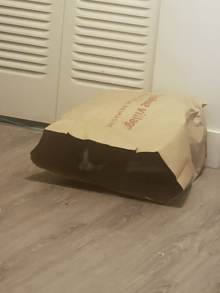 small tuxedo cat laying down and looking out from a large value village paper bag 