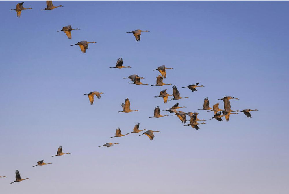 A flock of birds gracefully soars across a clear blue sky in a somewhat V-formations, their wings spread wide. The sunlight casts a warm golden glow on their feathers, highlighting their synchronized flight. Photography by Debra Martz