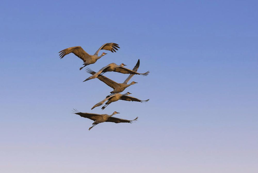 A formation of five birds soars gracefully across a clear blue sky. Their wings are spread wide as they navigate the open air together. Photography by Debra Martz