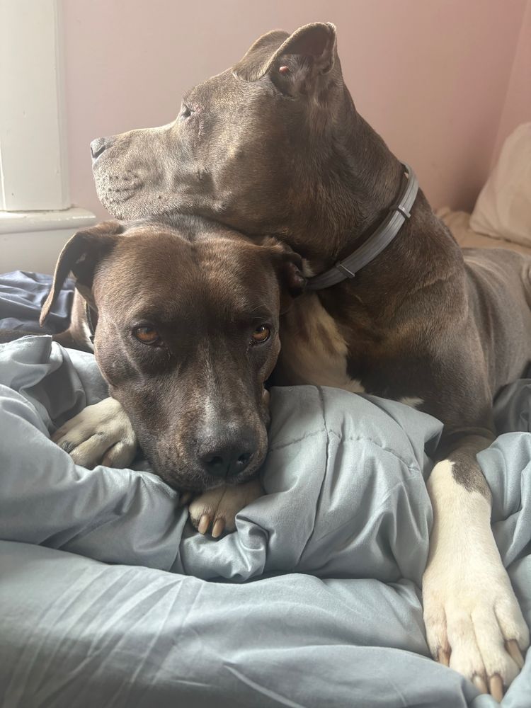 Two pitbulls, one black/one bluenose, snuggling together on a bed