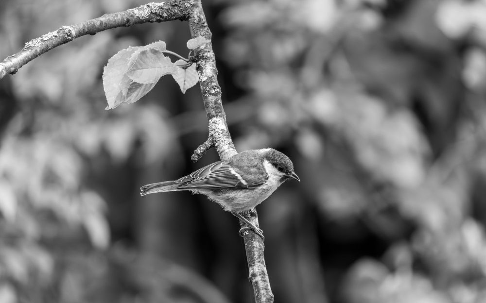 A great tit sitting on a tree branch. Monochrome 
