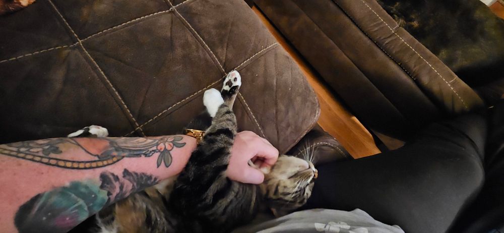 Grey tabby cat gettingbextra scratches under the chin