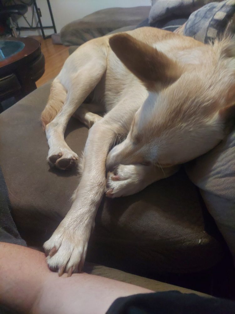 Dog touching arm while sleeping.