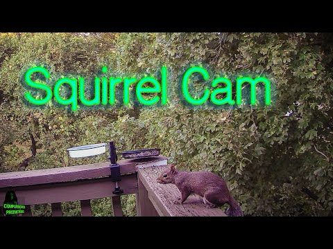 Squirrel / Bird Cam Videos - YouTube