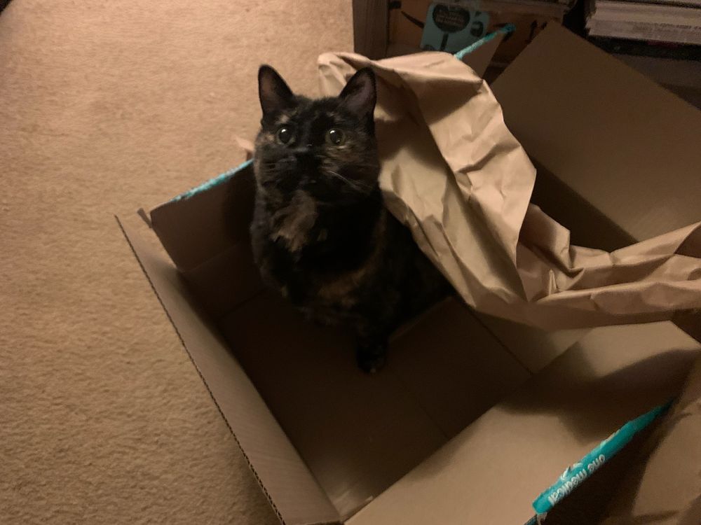 A dark torti hopped up on playtime adrenaline, eyes big, sitting in a cardboard box and gazing up at a target out of frame. Happy kitty. 