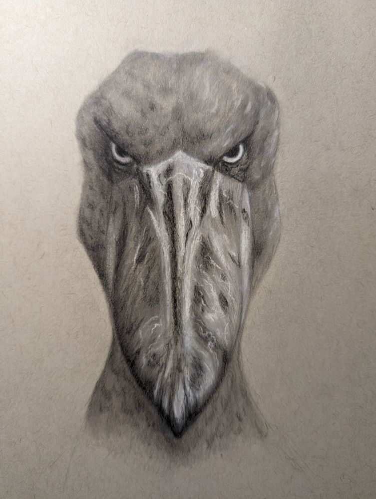 Image of a black & white drawing of a shoebill stork looking very stern on grey paper