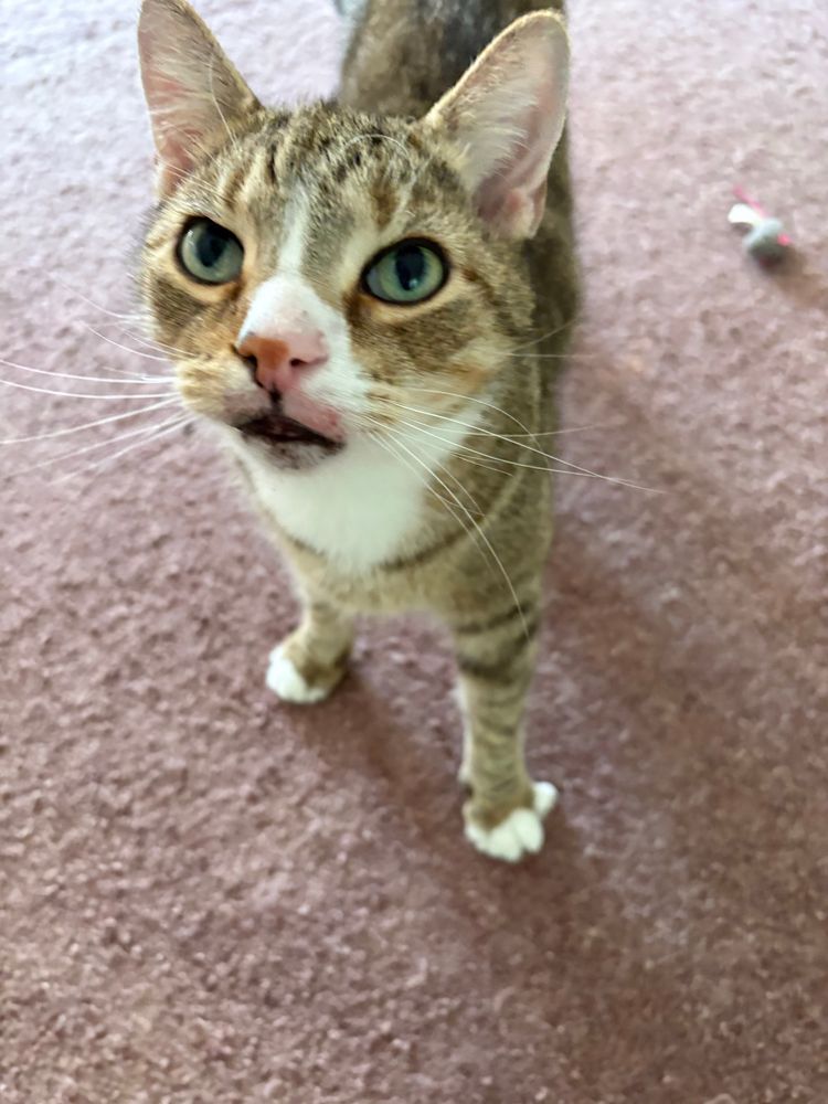 Sora, a gray/white cat, looks up at the camera while standing on the carpet. His gray-green eyes are very big.