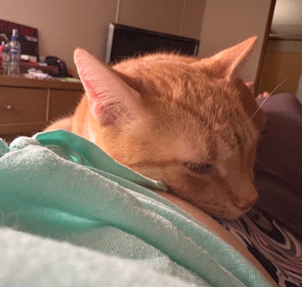 Steven, an orange cat, lays his head on me. His eyes are focused downward and he is centered in the picture. 