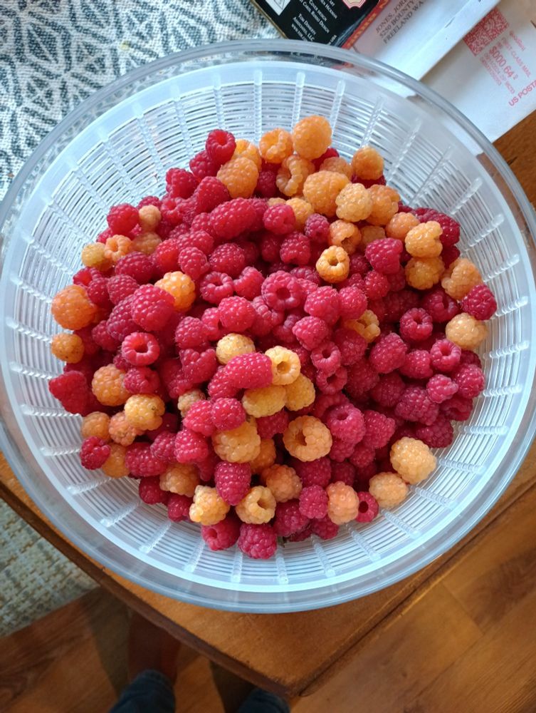 Salad spinner full of red and yellow raspberries