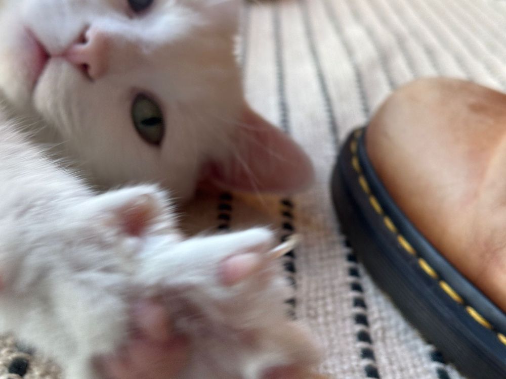 A cat called Moby