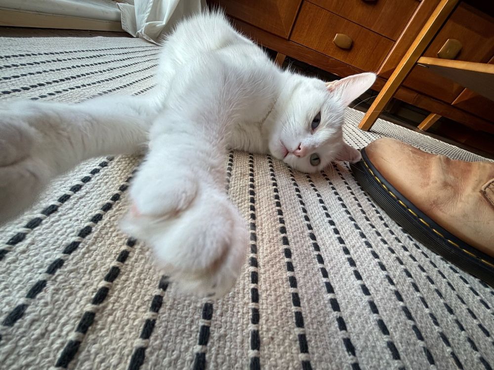 A cat called Moby