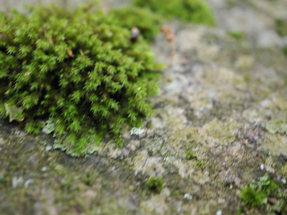 Macro photo of some lichen on a rock looking like a tiny forest 