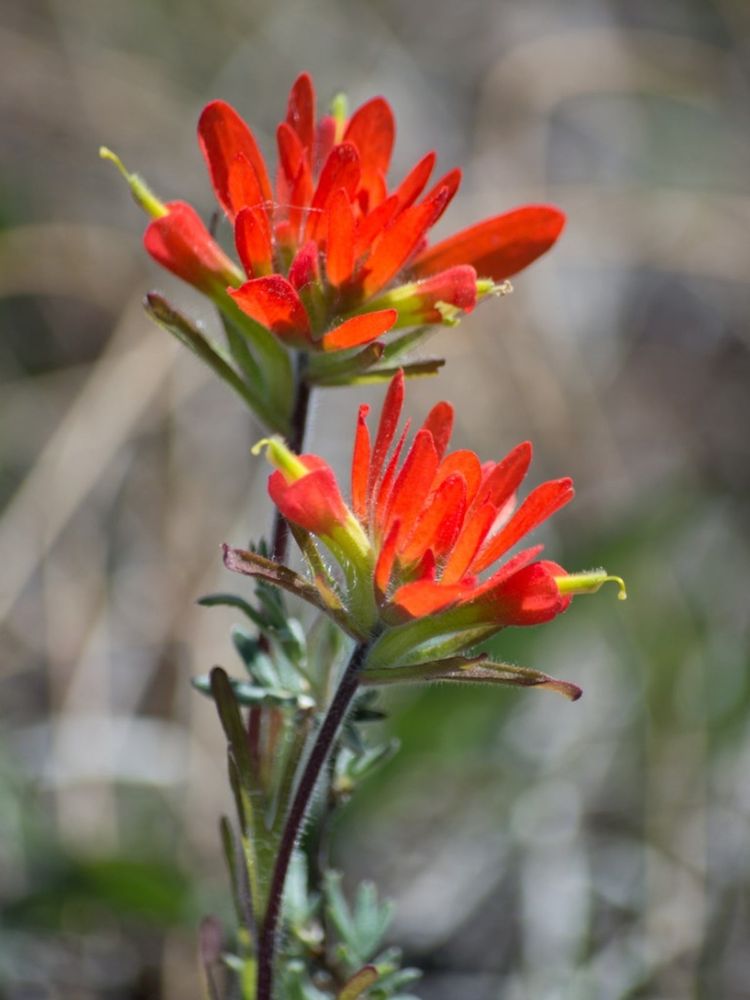 Indian paintbrush flower