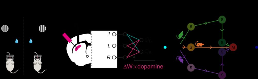 Schematic of the study