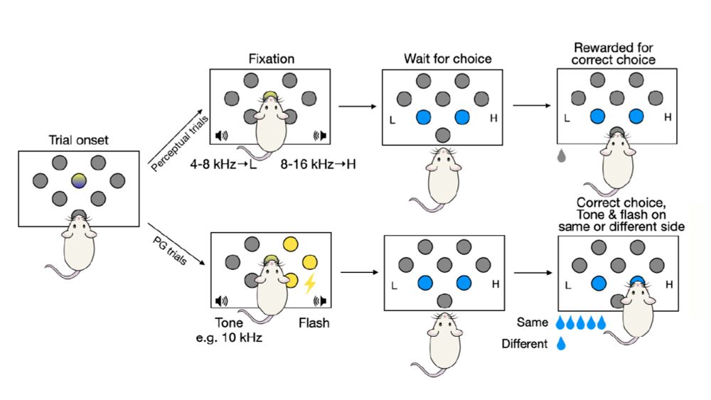 Diagram of the perceptual gambling task. Rats need to report whether a tone is lower or higher than 8KHz. On some trials a flash on the right (or left) indicates that correct responses to the side of the flash will result in a higher reward. But errors are never rewarded. Credit - Jeff Erlich.