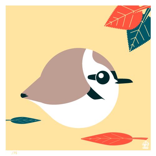 Borbified Snowy Plover