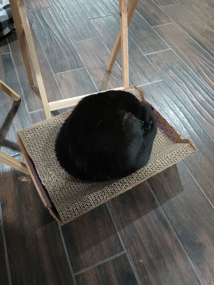 Stella, a solid black cat has curled herself into an almost complete circle while she naps on her cardboard scratcher.
